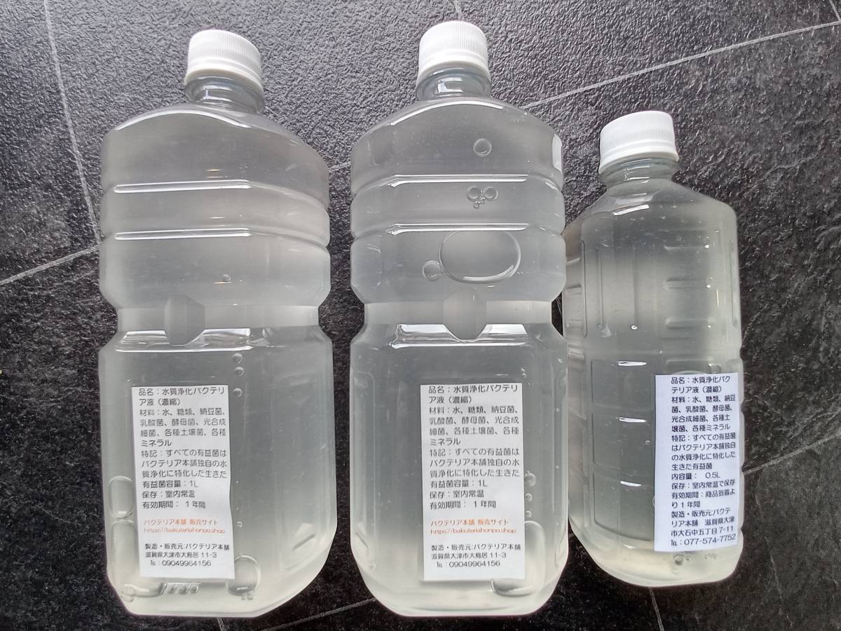 【バクテリア本舗 本店】武蔵 [2.5L]高濃度水質浄化バクテリア液(らんちゅう,めだか,グッピー,金魚,錦鯉,シュリンプ,熱帯魚,海水魚）_室内水槽向け。少しの色付きもありません。