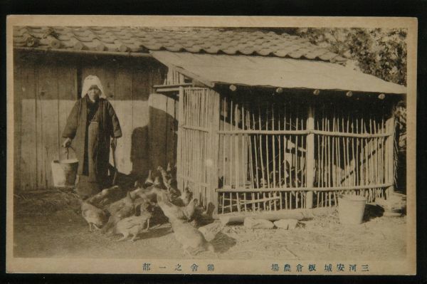11683 戦前 絵葉書 愛知 安城 三河安城 板倉農場 鶏舎の一部 鶏小屋 ニワトリの画像1