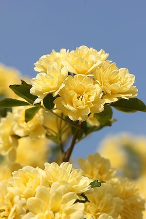 【​限​定​販​売​】 モッコウバラ 木香薔薇 10.5cmポット 20ポットセット つる性 低木 植木、庭木