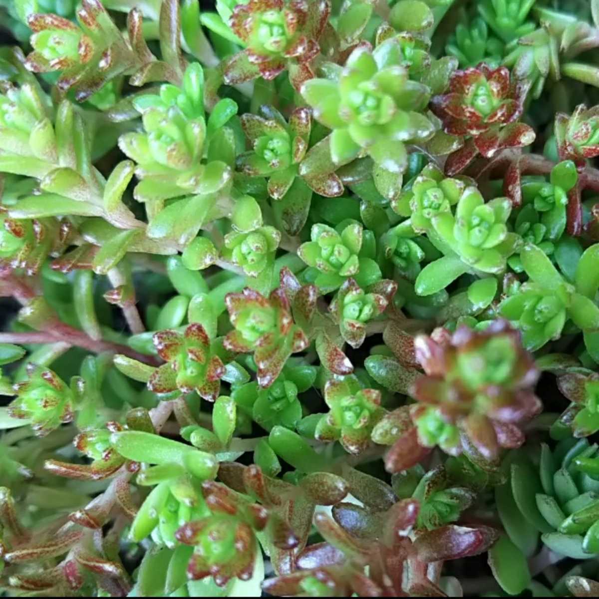 森村万年草★多肉植物★セダム★紅葉時は赤くなります★カット苗★_画像2