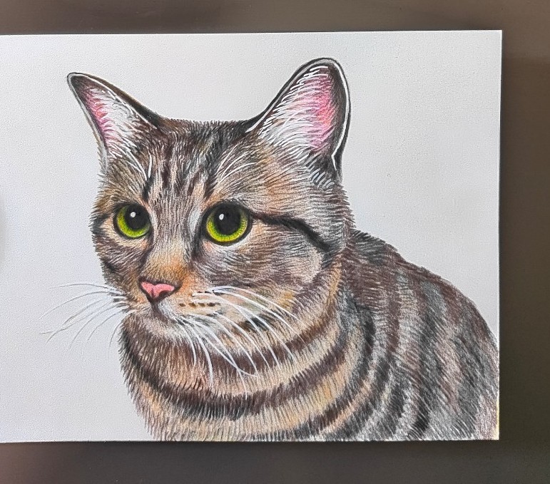 にゃんこ様専用4枚おまとめ☆キジトラ猫、ヨ―クシャテリア、ラグドール、シャム猫色鉛筆画