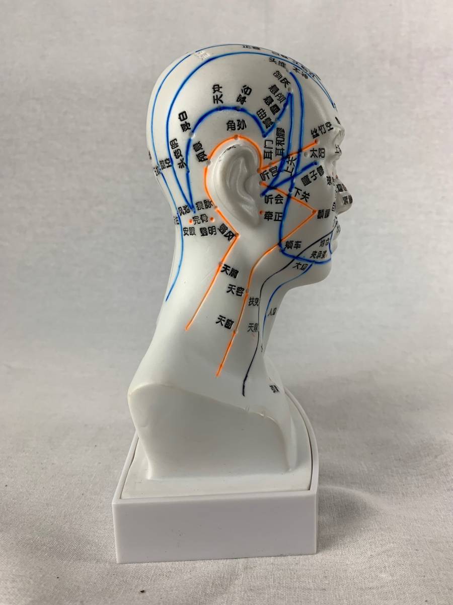  hand . super beautiful | human body model head acupuncture moxibustion model newest model 19.