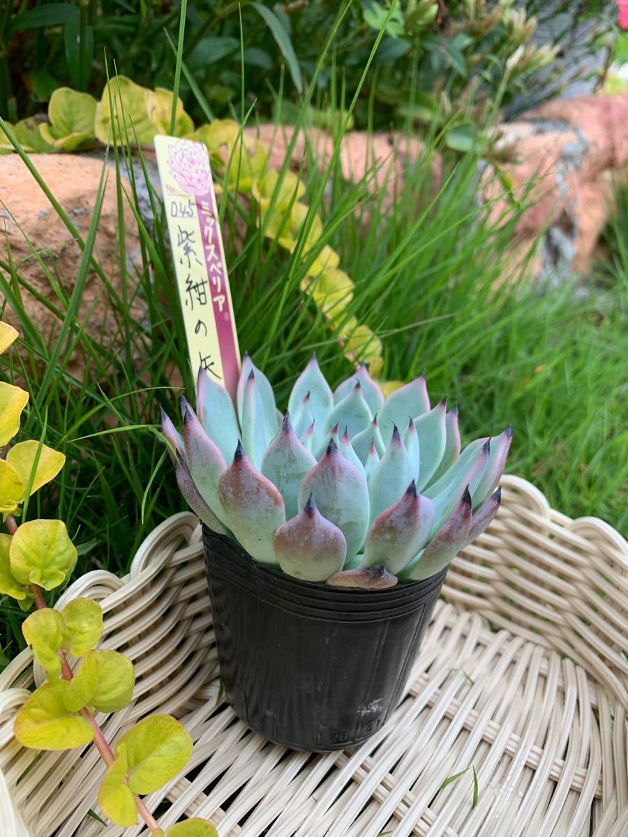 送料無料/新品】 おらいさん苗 ミックスベリア 紫紺の矢 ☆札付き 植物