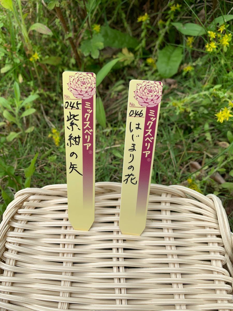 ミックスベリア 紫紺の矢 はじまりの花 札セット