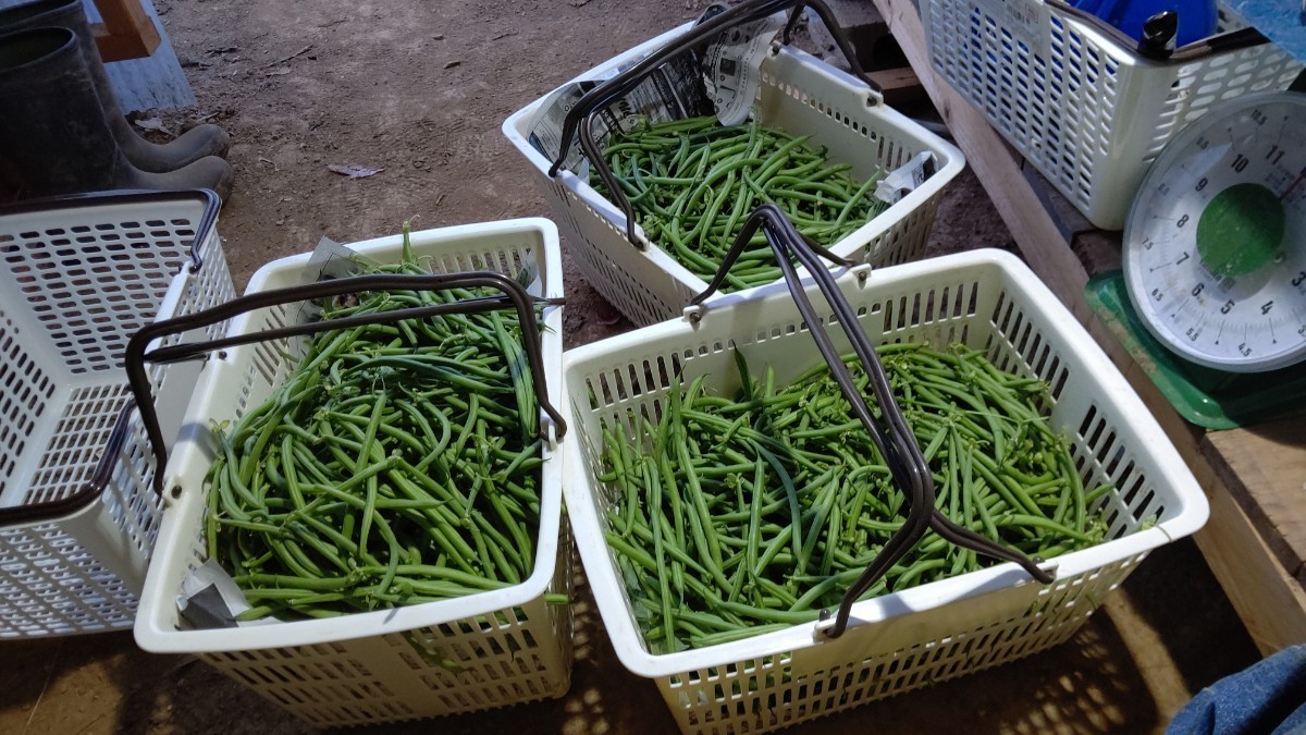 インゲン豆 約1 5キロ 無農薬 有機栽培 愛媛内子町産 曲がりや大きくなりすぎた豆 小さい豆｜PayPayフリマ