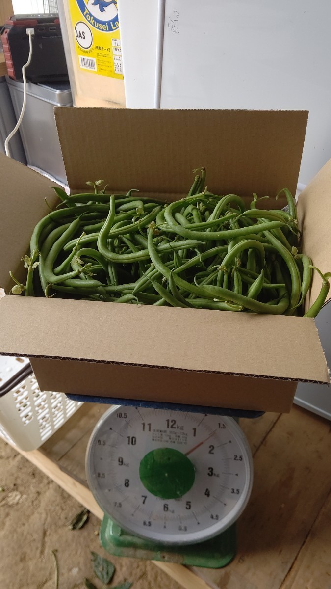 インゲン豆 約1 5キロ 無農薬 有機栽培 愛媛内子町産 曲がりや大きくなりすぎた豆 小さい豆｜PayPayフリマ