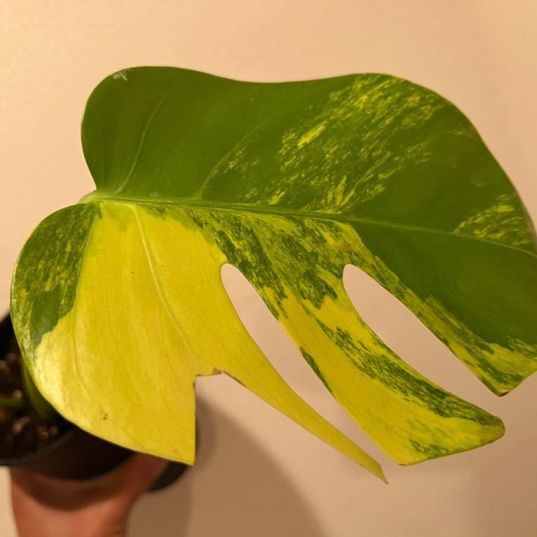 2枚斑入りモンステラボルシギアーナ黄斑斑入りMonstera Aurea