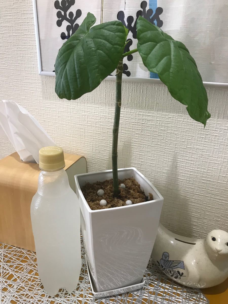 【観葉植物】フィカス・ウンベラータ Ficus umbellata