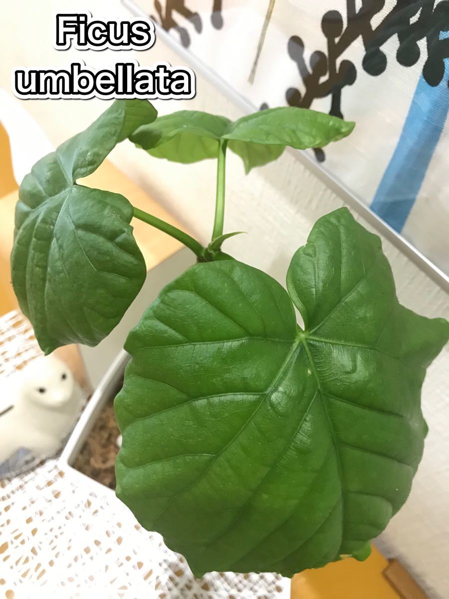 【観葉植物】フィカス・ウンベラータ Ficus umbellata