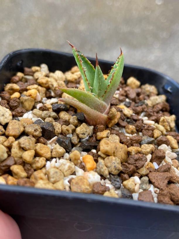 アガベ超優良 Special clone agave horrida アガベ ホリダ 子株の出品