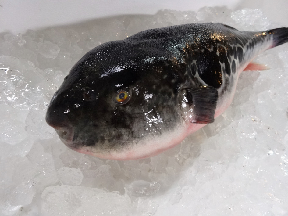 【魚有天】新潟県産☆天然トラフグ☆１匹☆２１８０ｇ☆特大白子付き