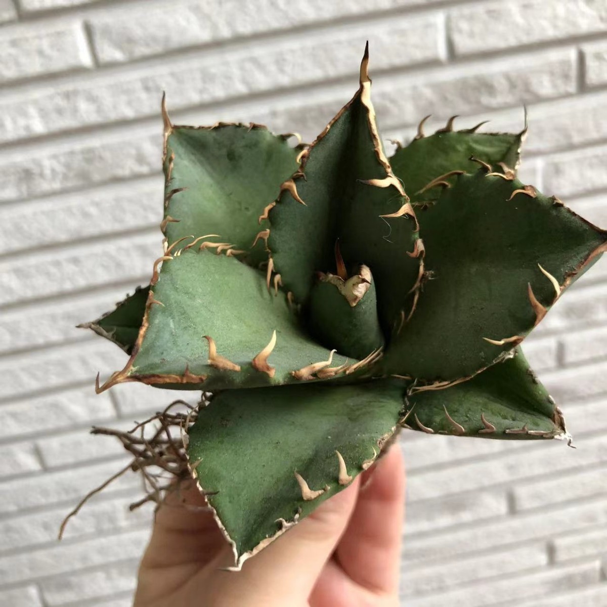多肉植物アガベ チタノタ白鯨狂刺し www.esole.eu