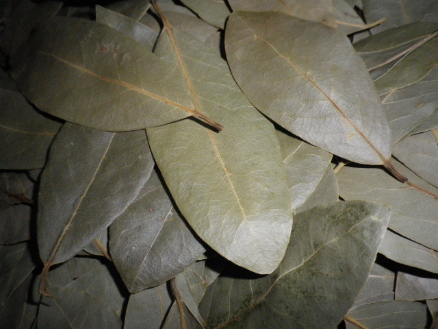 うちのローリエ　月桂樹の葉　一袋２０ｇ（約１００枚）を３袋で　即決③_しっかり乾燥させた葉をお送りします