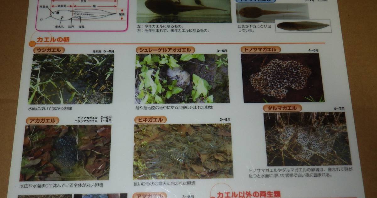 田んぼの生き物　　― カエル編　　　　　下敷き　　　　　里の生き物研究会　　　　　財団法人　自然環境研究センター_画像7