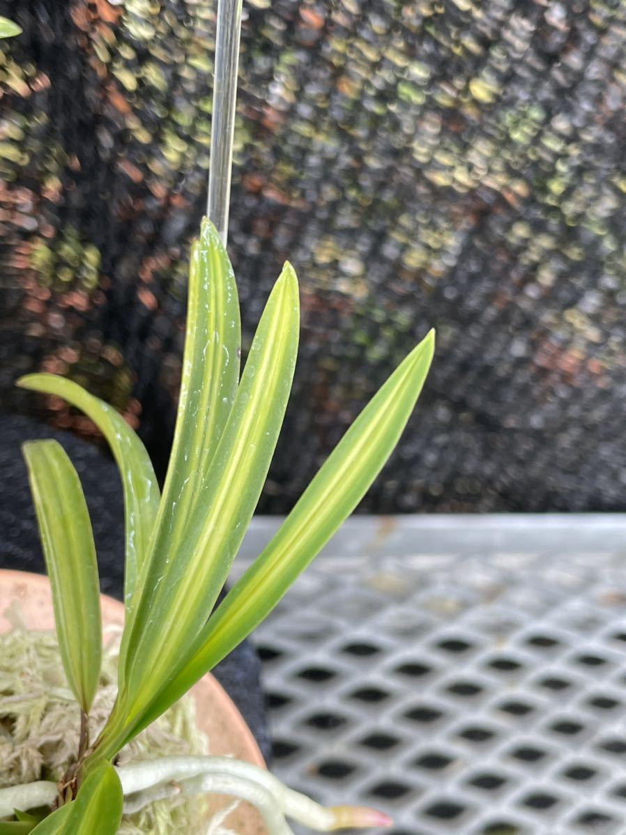 富貴蘭【富士錦】【鳳】セット 鉢植え 富貴蘭【富士錦】【鳳】セット 鉢植え