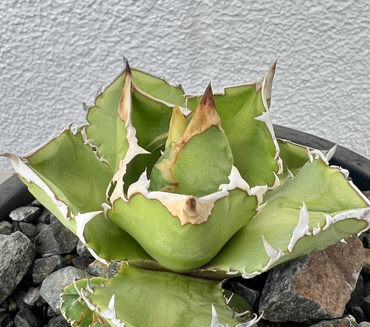 アガベ チタノタ ノーネーム 植物 | discovermediaworks.com