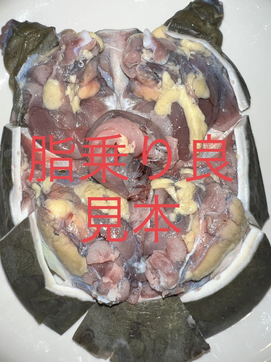 高知県産　天然スッポン 0.6kg♀脂乗り良　内臓付き　薄皮処理済　真空冷凍　25_画像1