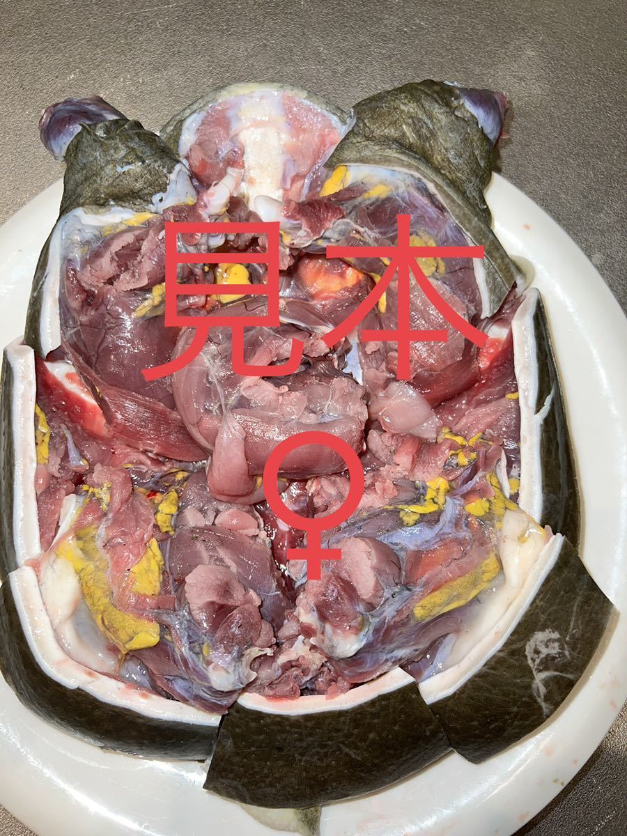 高知県産　天然スッポン 0.8kg ♀ 内臓付き　薄皮処理済　真空冷凍　30_画像2