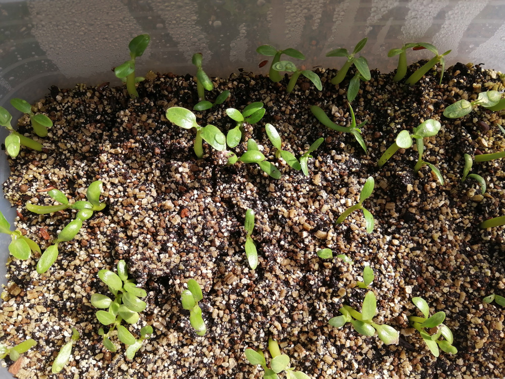 2022/04/15入荷　Pachypodium roslatum　種子50粒　パキポディウム　種　_播種分ほぼ発芽しています