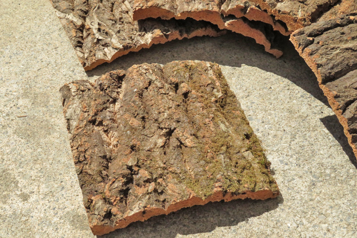 5枚セット　樹皮　コルク板　15×15ｃｍ（厚約10ｍｍ前後）洋蘭　原種　チランジア　platycerium　ビカクシダ　ラン　コルク　樹皮　_画像1