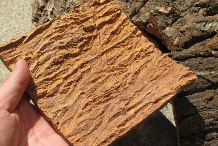 10枚セット　樹皮　コルク板　15×15ｃｍ（厚約10ｍｍ前後）洋蘭　原種　チランジア　platycerium　ビカクシダ　ラン　コルク　樹皮　_画像2