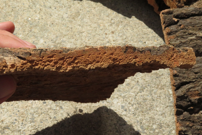 10枚セット　樹皮　コルク板　15×15ｃｍ（厚約10ｍｍ前後）洋蘭　原種　チランジア　platycerium　ビカクシダ　ラン　コルク　樹皮　_画像3