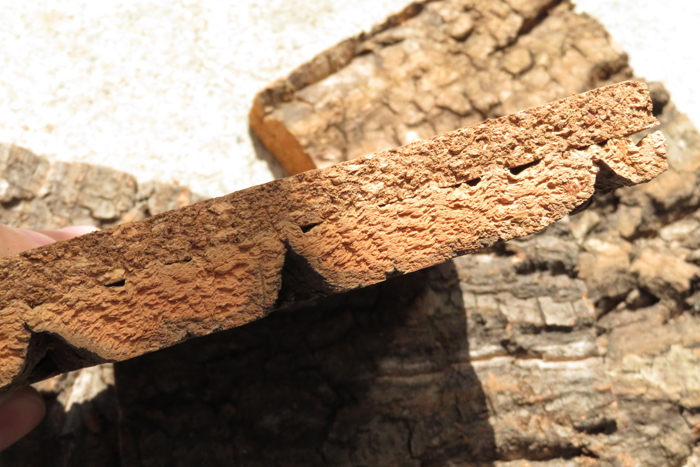 特殊コルク　2層　10枚　樹皮　コルク板　15×15ｃｍ（厚約20ｍｍ前後）洋蘭　原種　　platycerium　ビカクシダ　ラン　コルク_画像2