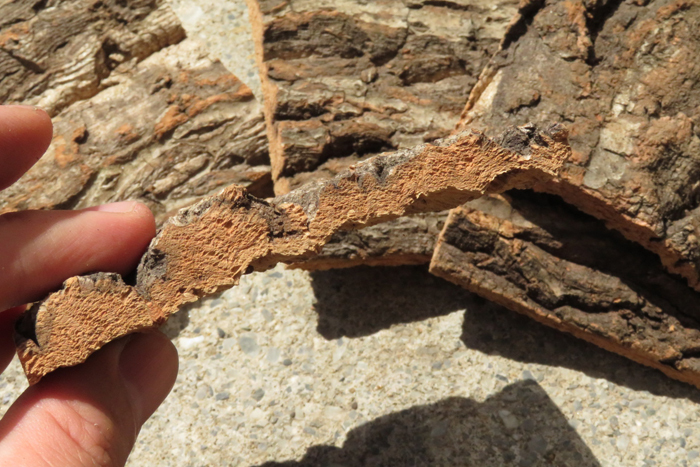 1枚　コルク　樹皮　コルク板　10×8ｃｍ（厚約10ｍｍ以下）洋蘭　原種　チランジア　エアープランツ　小型　ビカクシダ　ラン　コルク_画像2