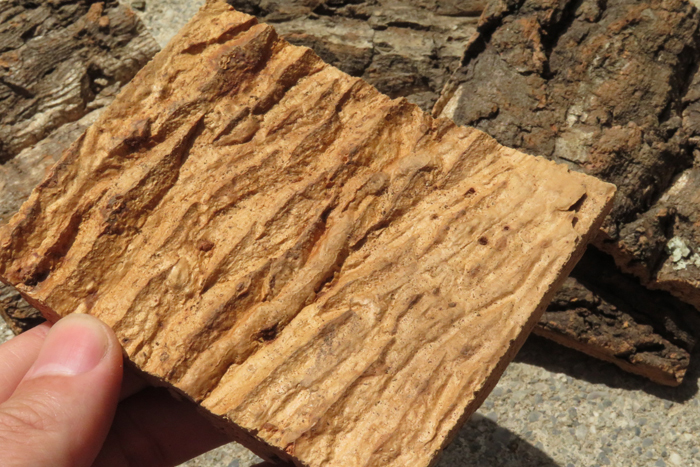 1枚　コルク　樹皮　コルク板　10×8ｃｍ（厚約10ｍｍ以下）洋蘭　原種　チランジア　エアープランツ　小型　ビカクシダ　ラン　コルク_裏面