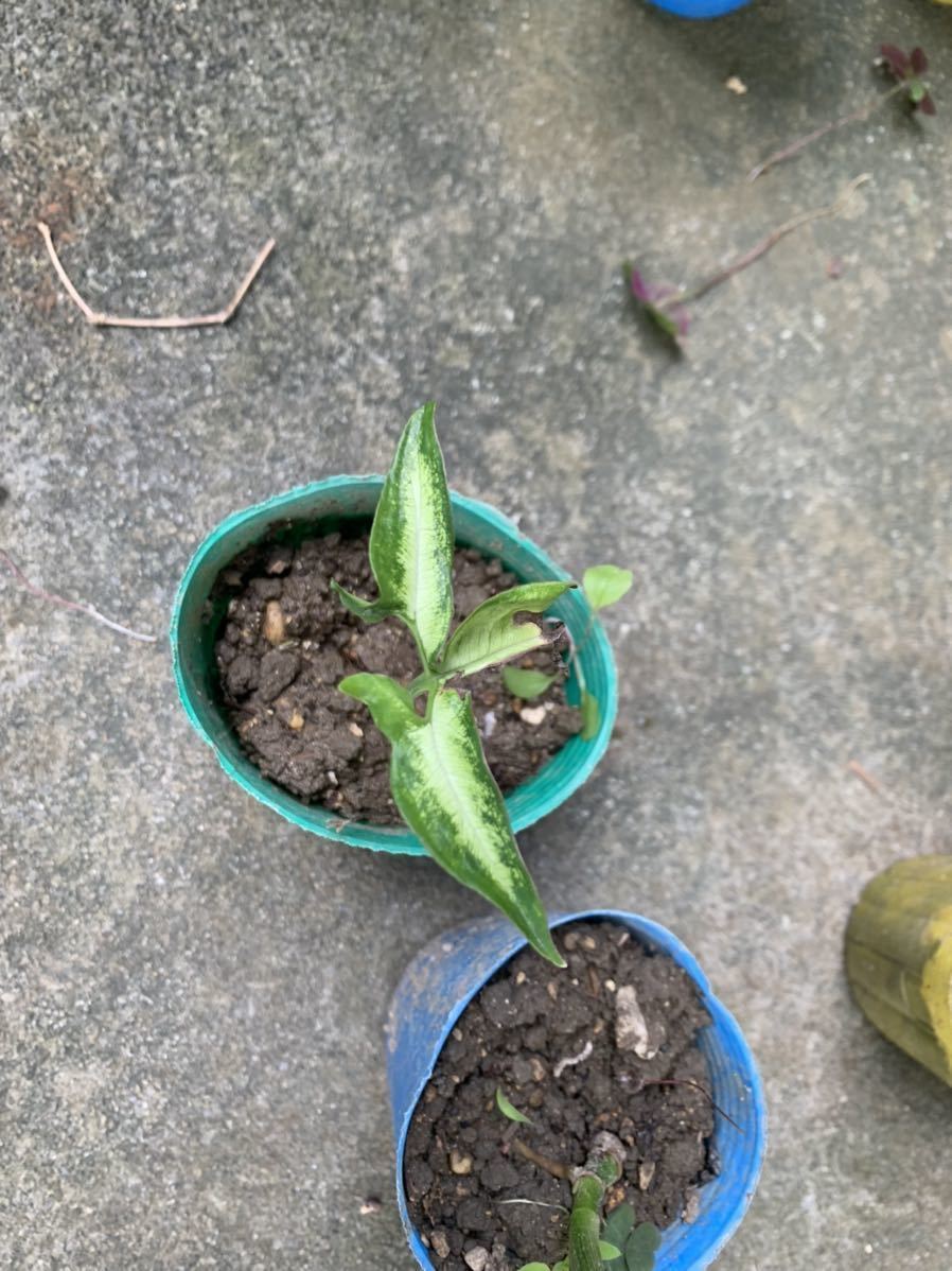 クワズイモ科 シンゴニウム 土無し 小ぶり 観葉植物 値下げ 観葉植物 クワズイモ科 シンゴニウム 土無し 小ぶり 観葉植物 値下げ 観葉植物