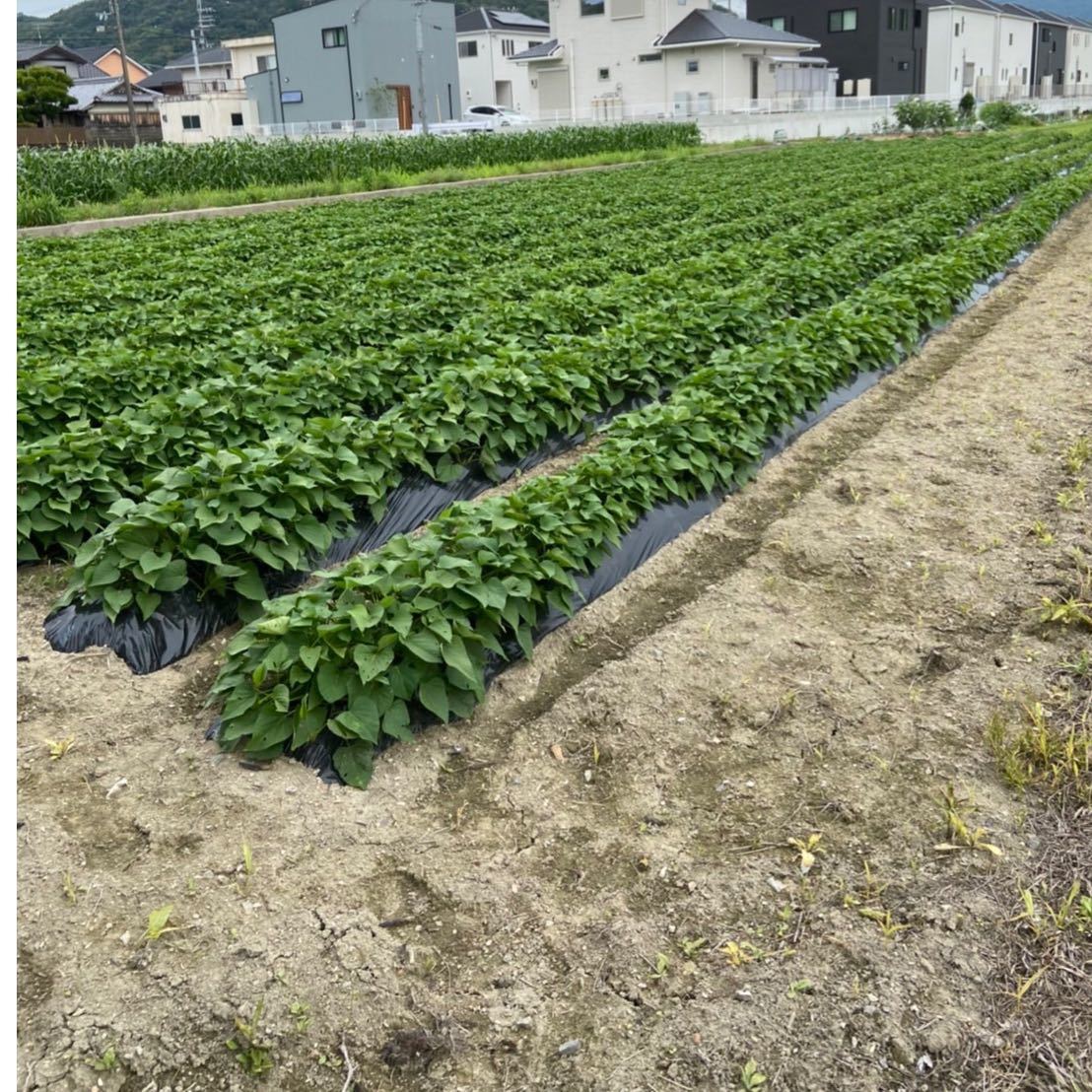 さつまいも苗 紅はるか苗 本 ウイルスフリー苗