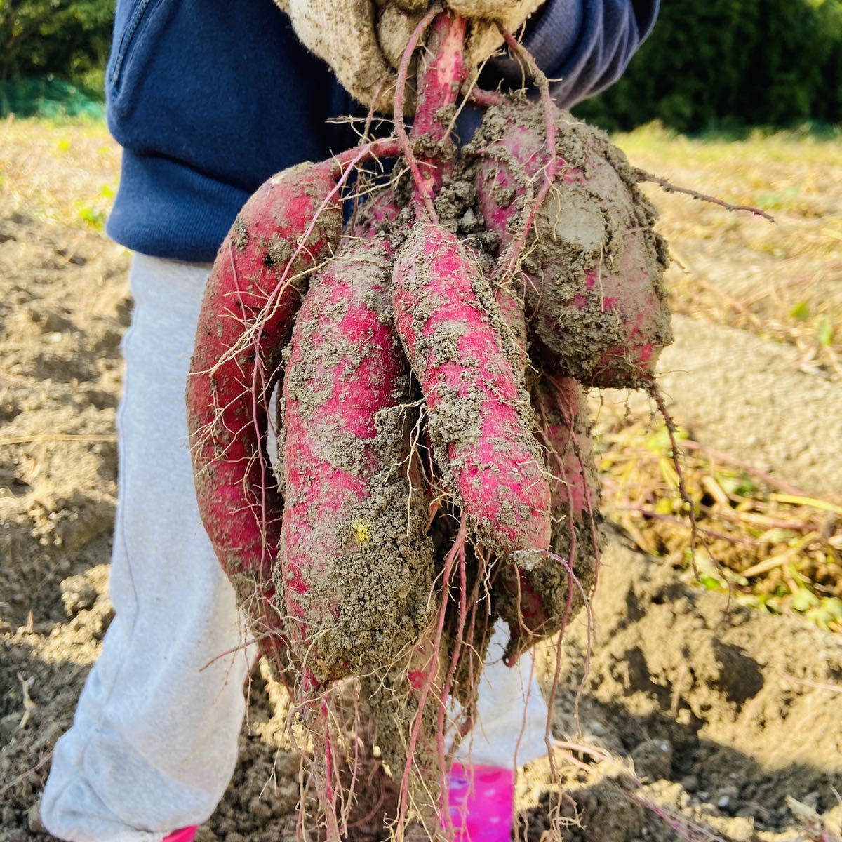 さつまいも苗 紅はるか苗 100本 ウイルスフリー苗｜Yahoo!フリマ（旧