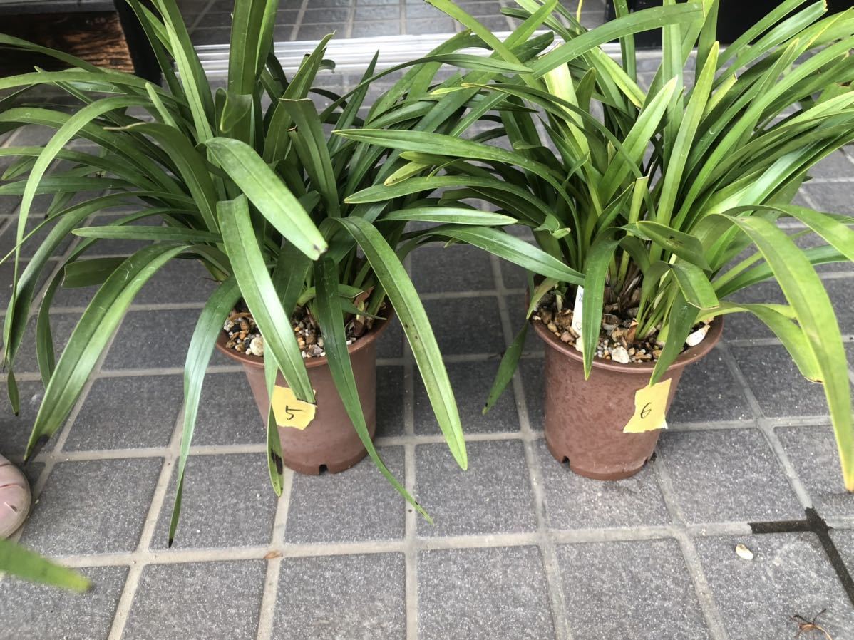 キンリョウヘン 金稜辺 日本蜜蜂 キンリョウヘン 金稜辺 日本蜜蜂
