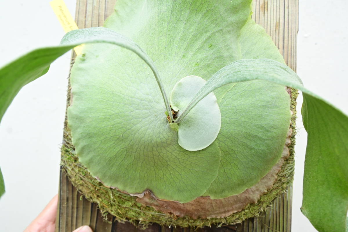 P.Silver Velvet (P.elephantotis X P.willinckii) @bikamori.com