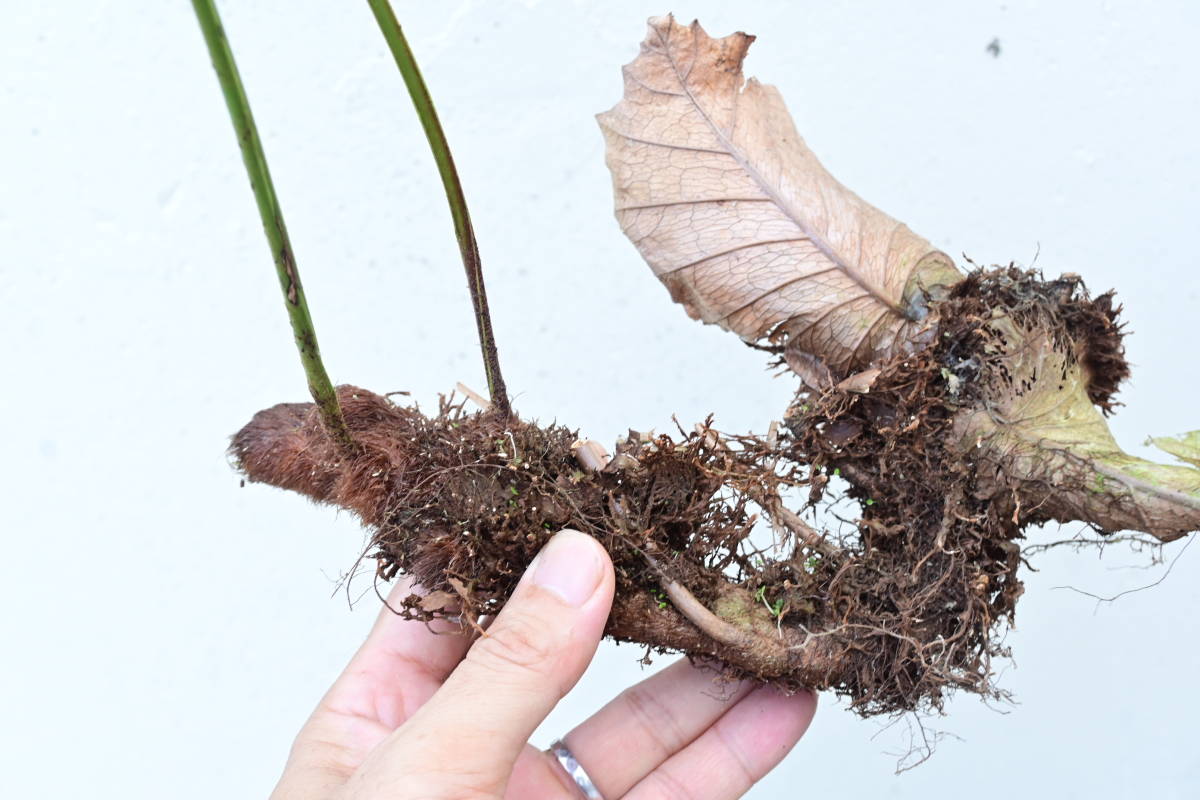 Drynaria quercifolia variegated @bikamori ドリナリア斑入り シダ Drynaria quercifolia variegated @bikamori ドリナリア斑入り シダ