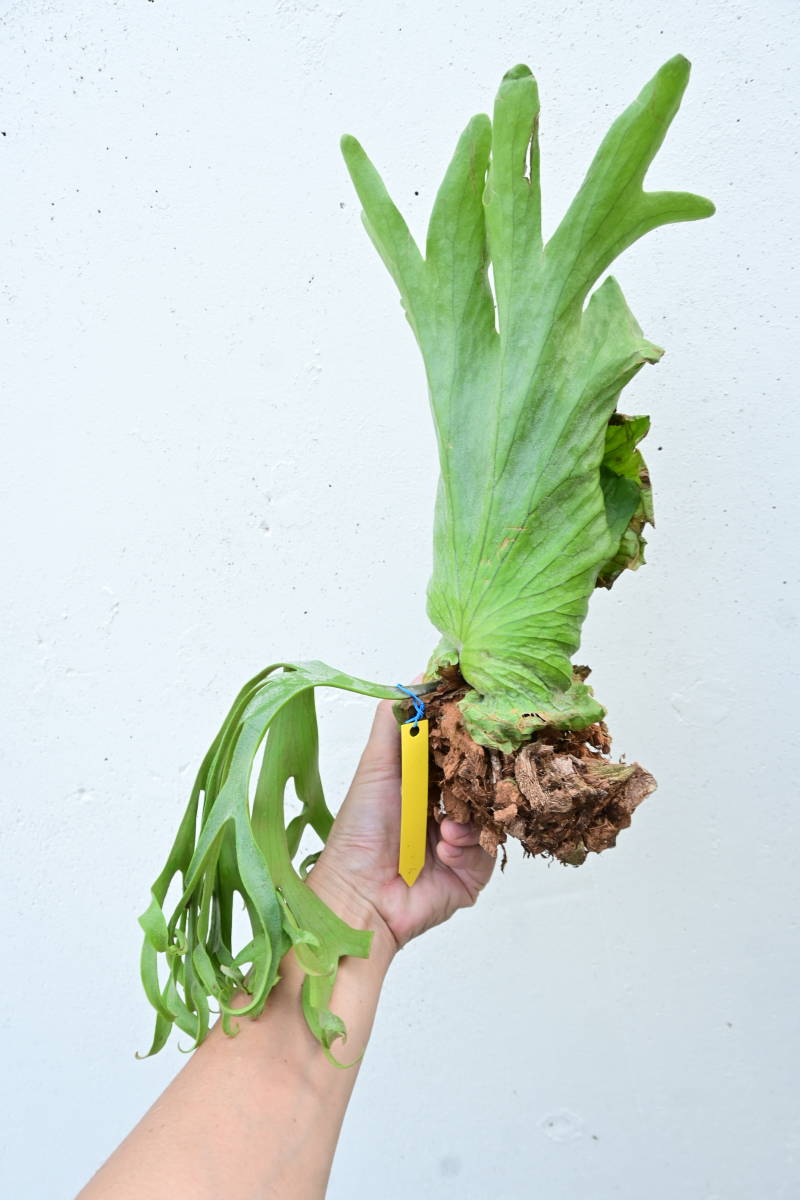 P.coronarium Philippines② @bikamori.com コロナリウム