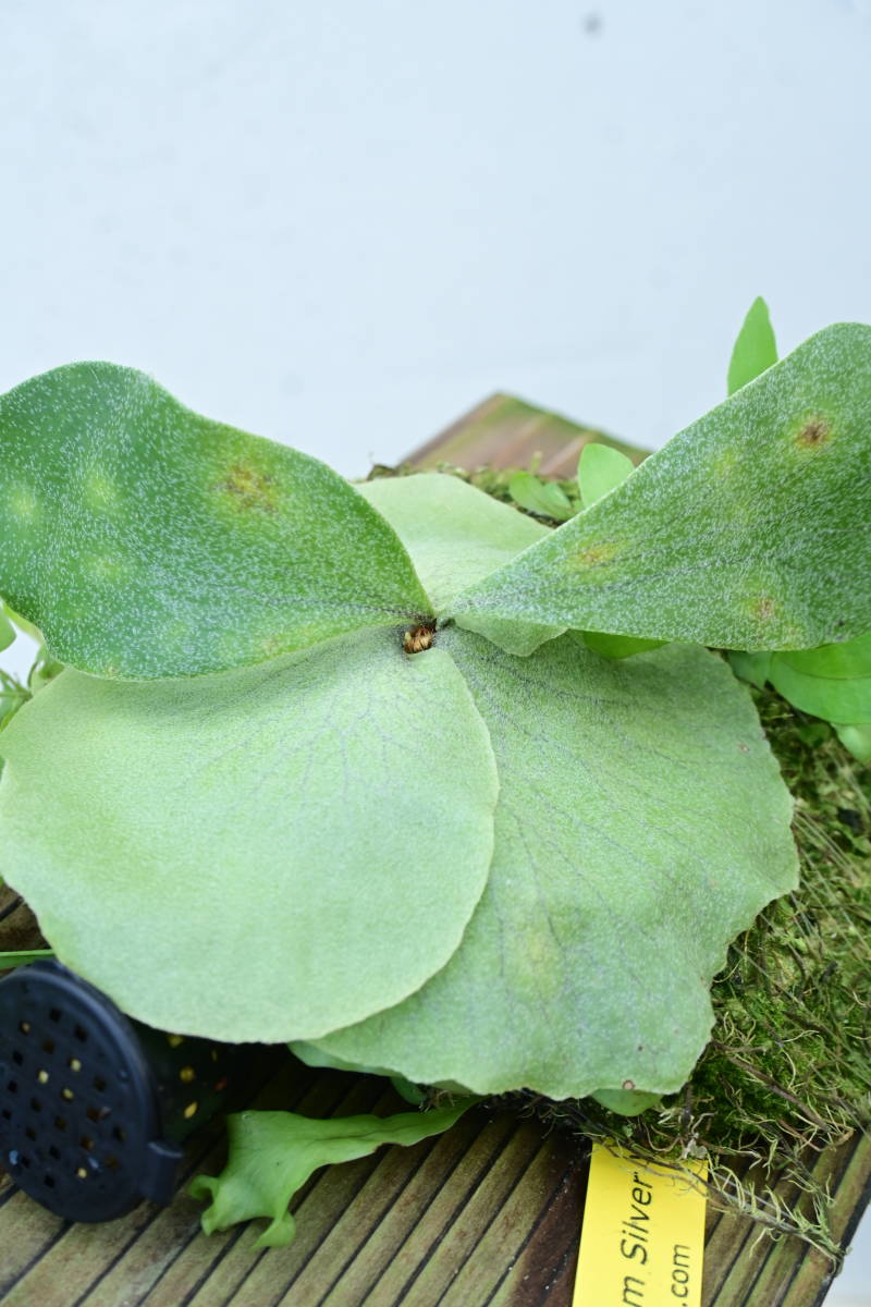 P.Silver Velvet (P.elephantotis X P.willinckii)② @bikamori.com