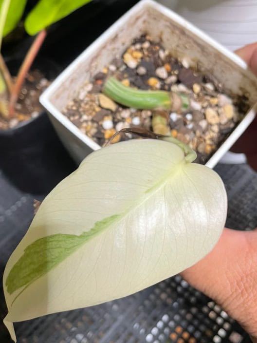 モンステラ ホワイト 白斑 緑の強い葉はほぼ出ない 観葉植物 ホワイト