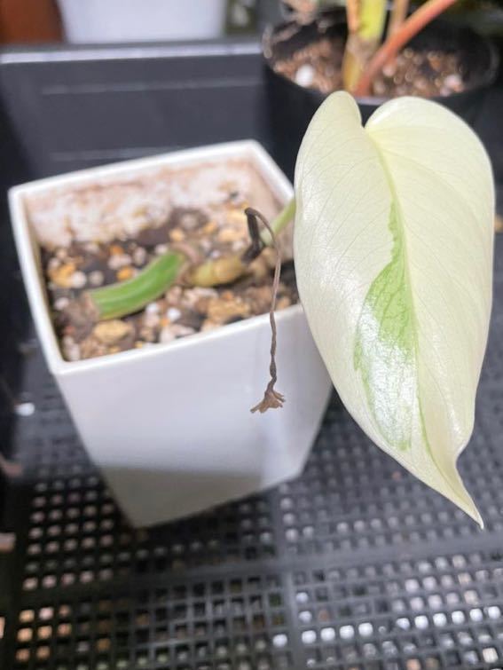 モンステラ ホワイト 白斑 緑の強い葉はほぼ出ない 観葉植物 モンステラ ホワイト 白斑 緑の強い葉はほぼ出ない 観葉植物