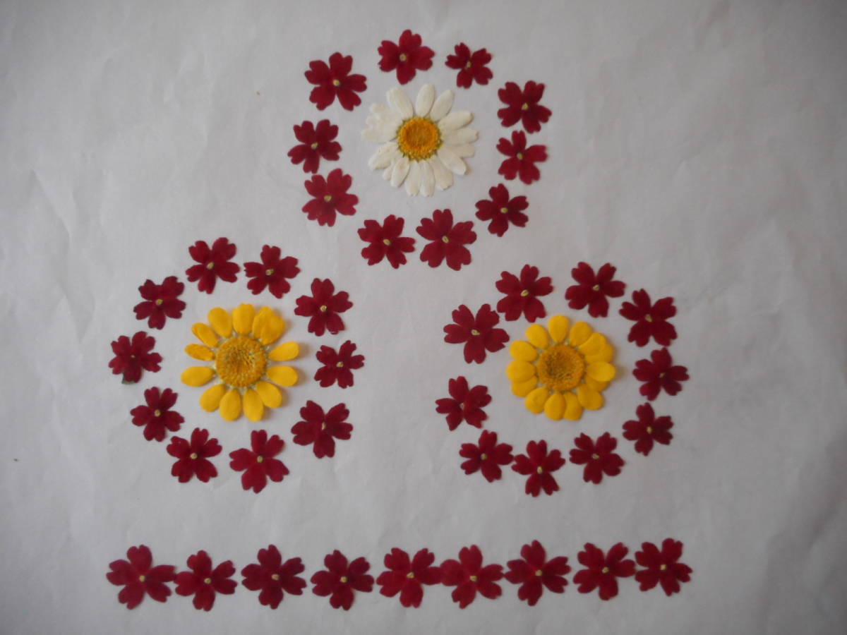 * pressed flower raw materials. material * flower ...100 sheets *