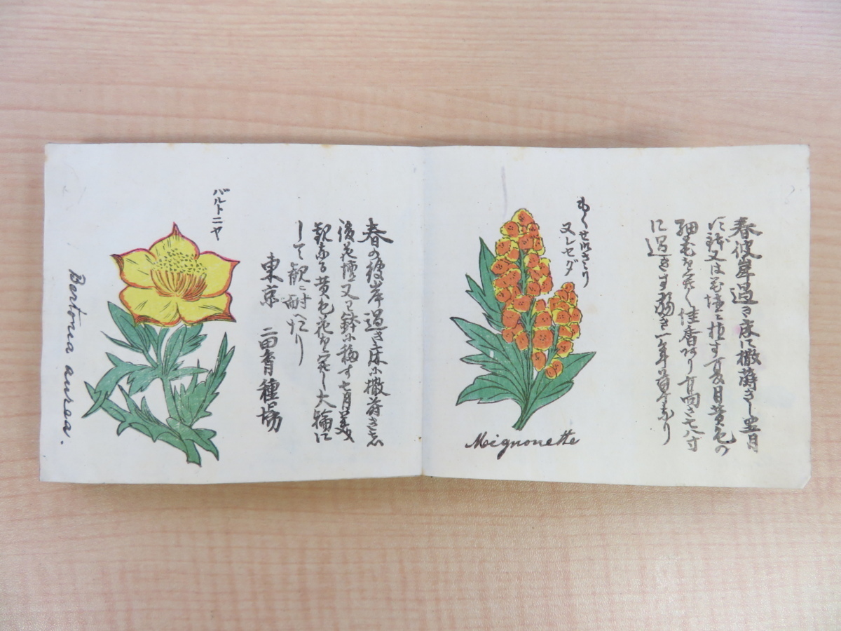 『内外百花弁覧』明治31年三田育種場刊 彩色木版画122枚 草花図譜 植物画譜 明治時代の最重要園芸書・農書 植物学 園芸学 ボタニカルアート_画像8