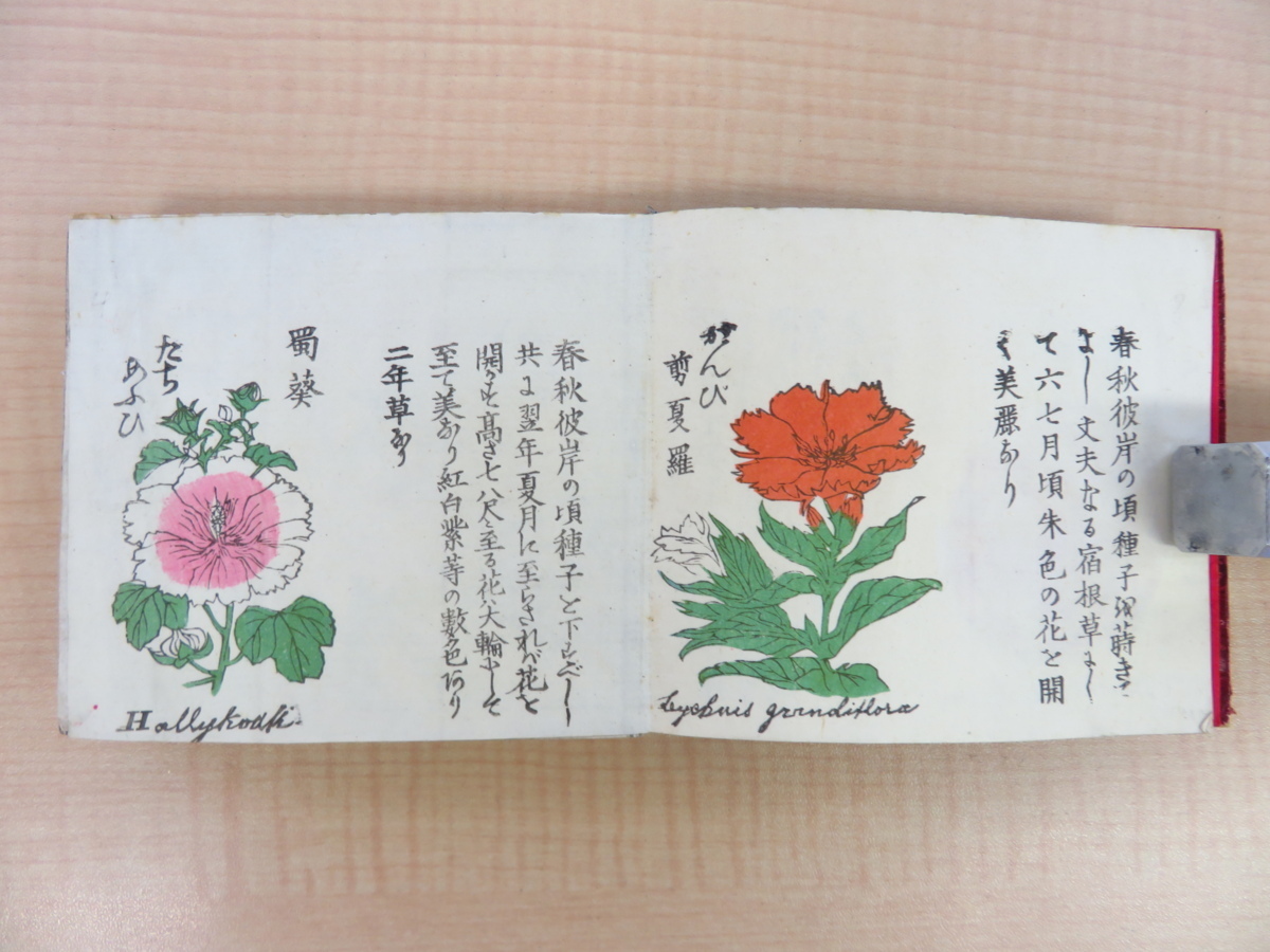 『内外百花弁覧』明治31年三田育種場刊 彩色木版画122枚 草花図譜 植物画譜 明治時代の最重要園芸書・農書 植物学 園芸学 ボタニカルアート_画像3