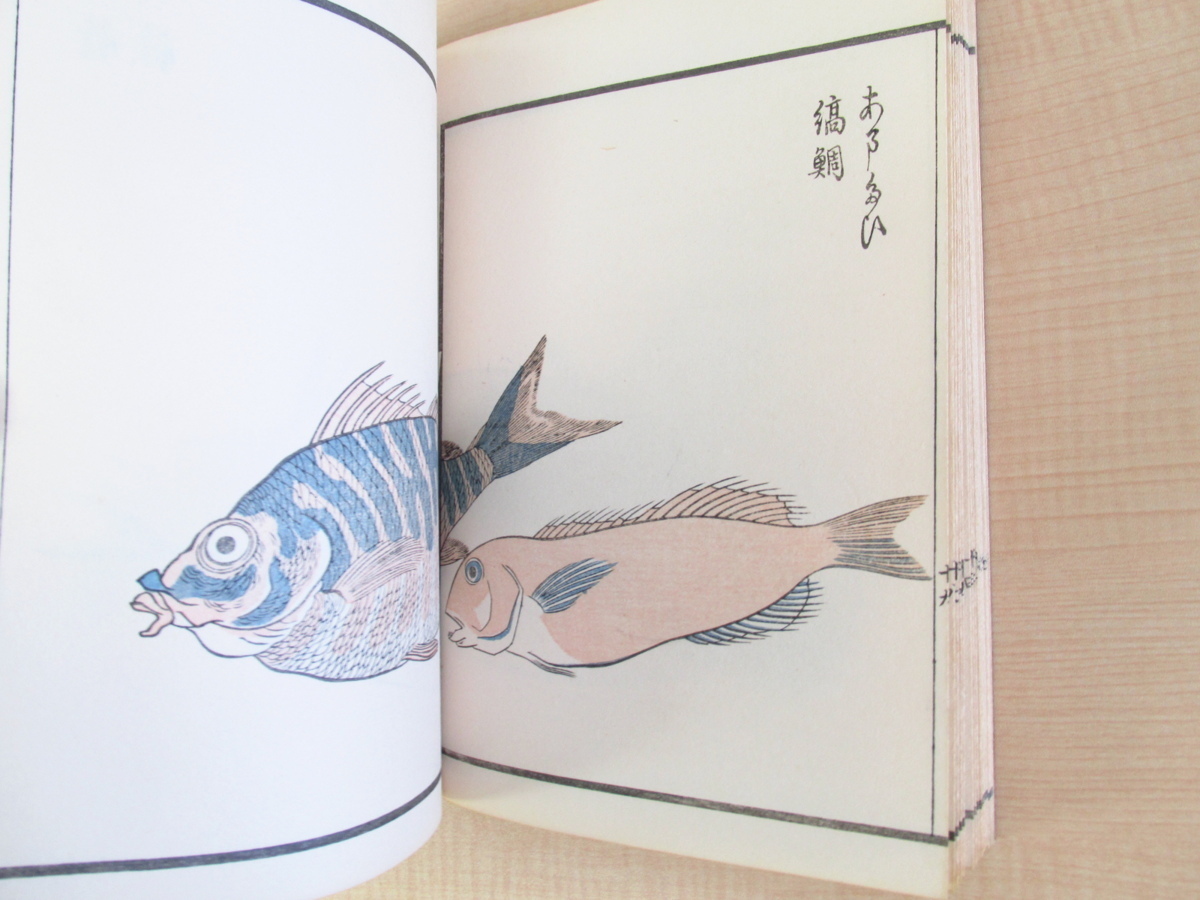 鍬形蕙斎（北尾政美）『魚貝略画式 全』（明治刷）彩色木版画・木版色摺画譜_画像6