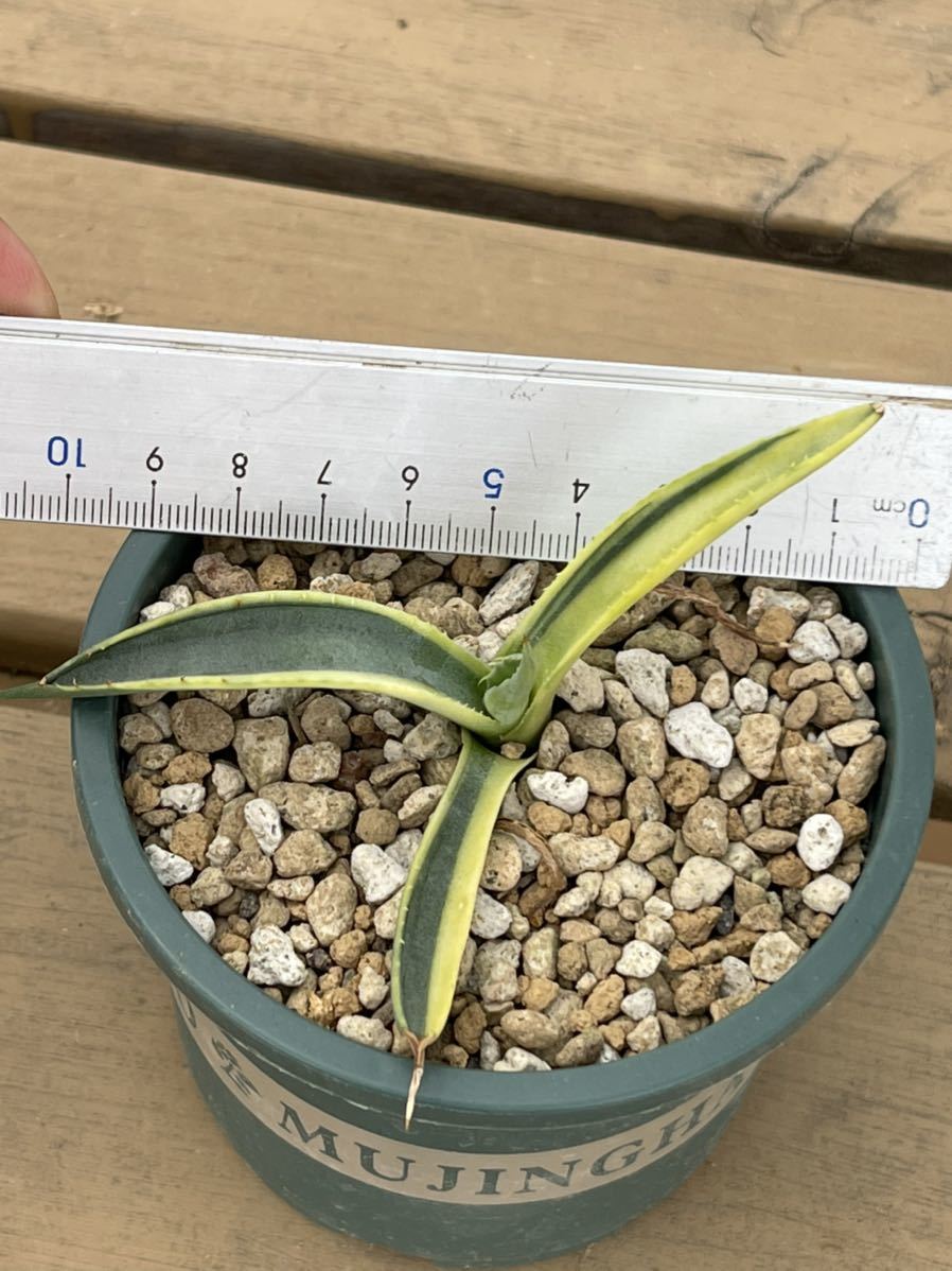 多肉植物 アガべ 吉祥天覆輪 特別斑 極上株台湾輸入 多肉植物 アガべ 吉祥天覆輪 特別斑 極上株台湾輸入