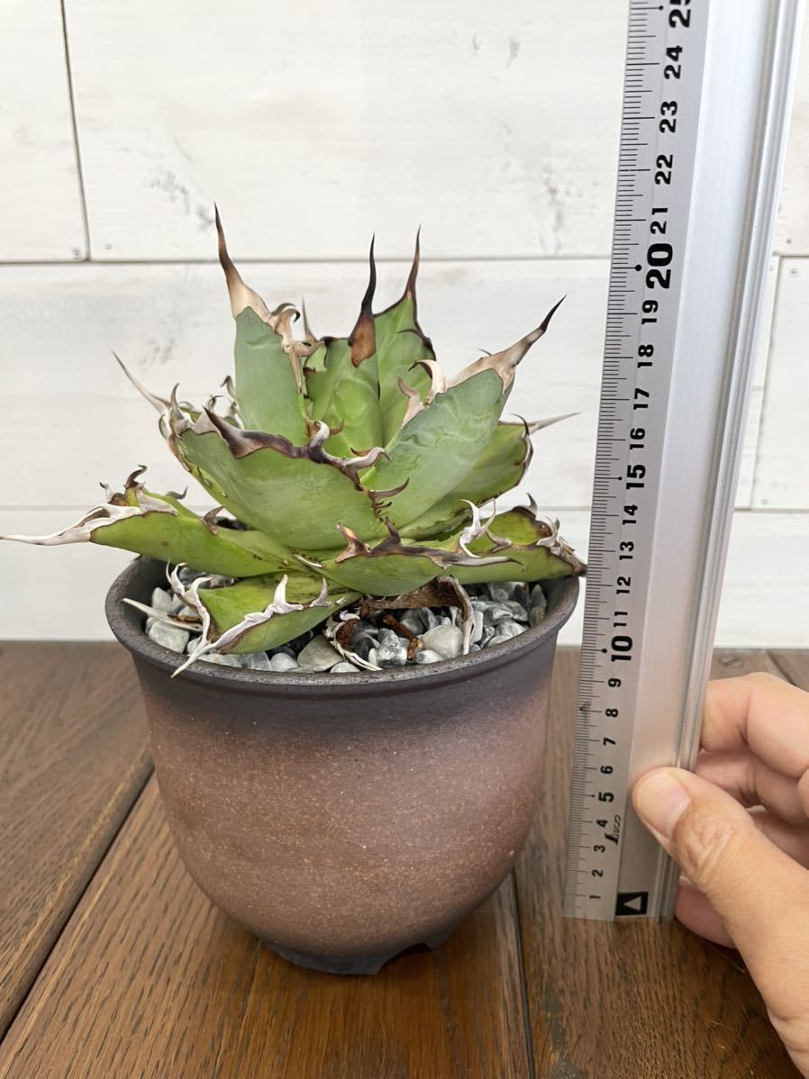 ☆ 台湾産黒棘☆ コレクション株☆アガベ チタノタ “ハデス” Agave