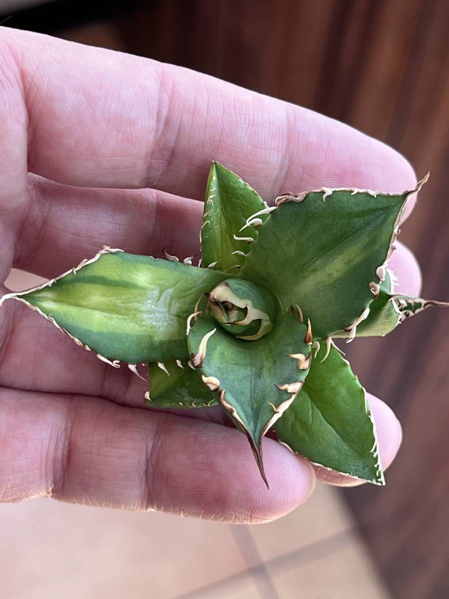 Agave titanota アガベ チタノタ 縞斑からの胴切り子株に子付き レア