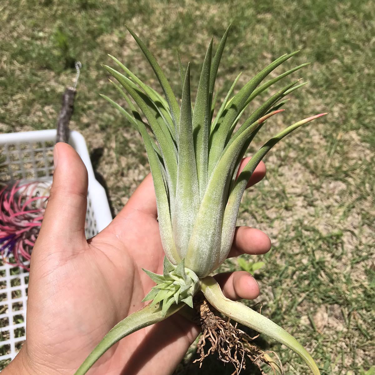 Tillandsia ionantha 8株セット チランジア エアープランツ | www