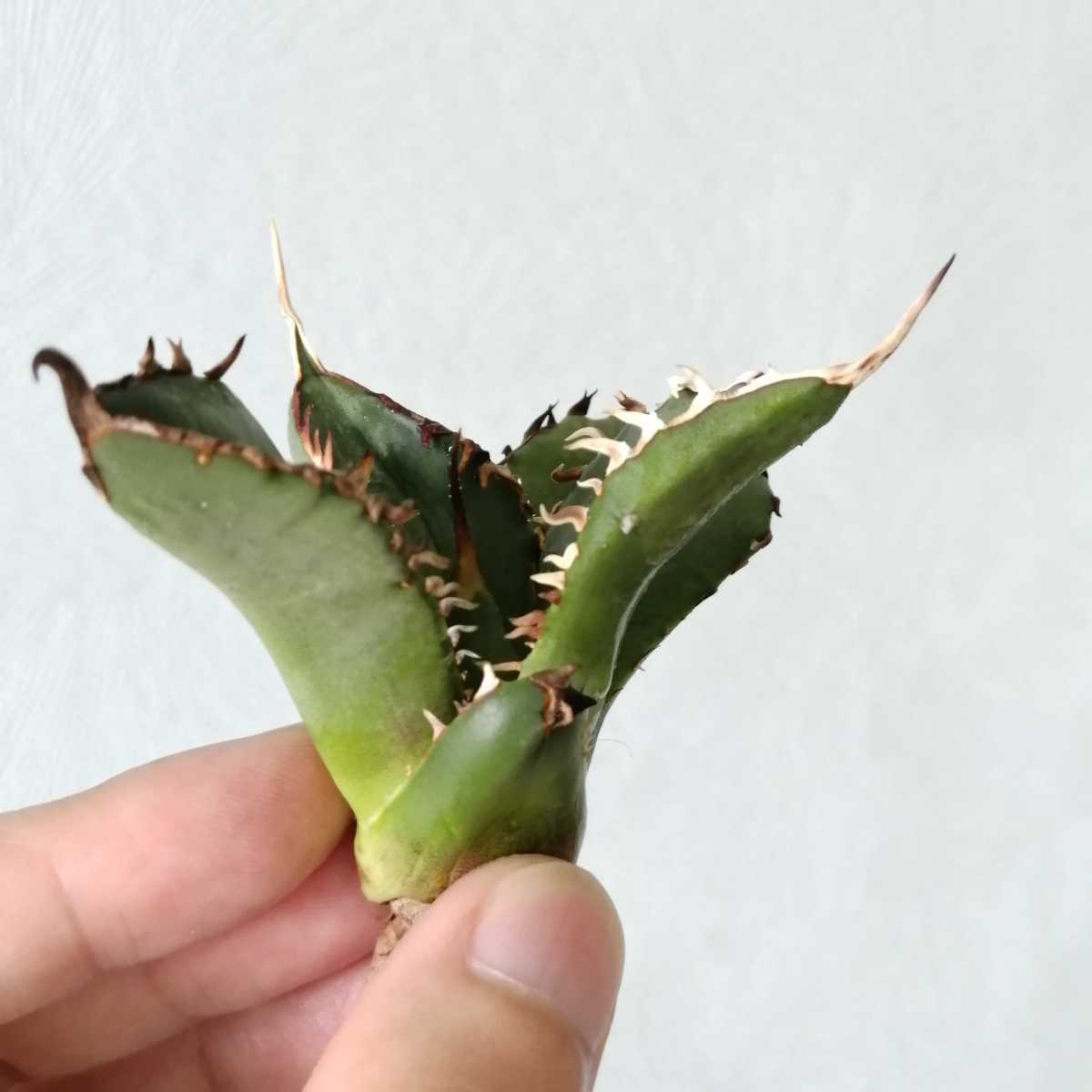 アガベ ハデス 子株 恐竜牙歯 黒帝斯 チタノタ 極上株 agave アガベ ハデス 子株 恐竜牙歯 黒帝斯 チタノタ 極上株 agave