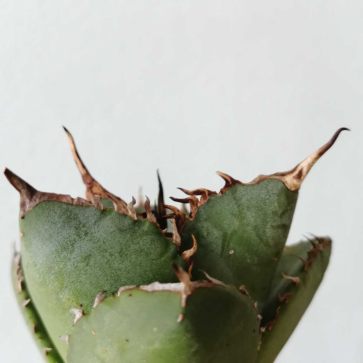 アガベ ハデス 子株 恐竜牙歯 黒帝斯 チタノタ 極上株 agave titanota