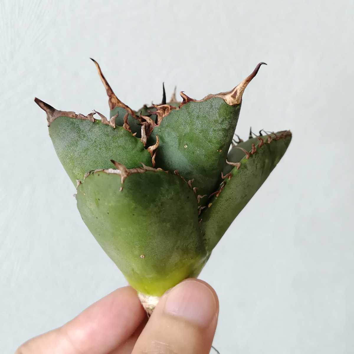 アガベ ハデス 子株 恐竜牙歯 黒帝斯 チタノタ 極上株 agave titanota